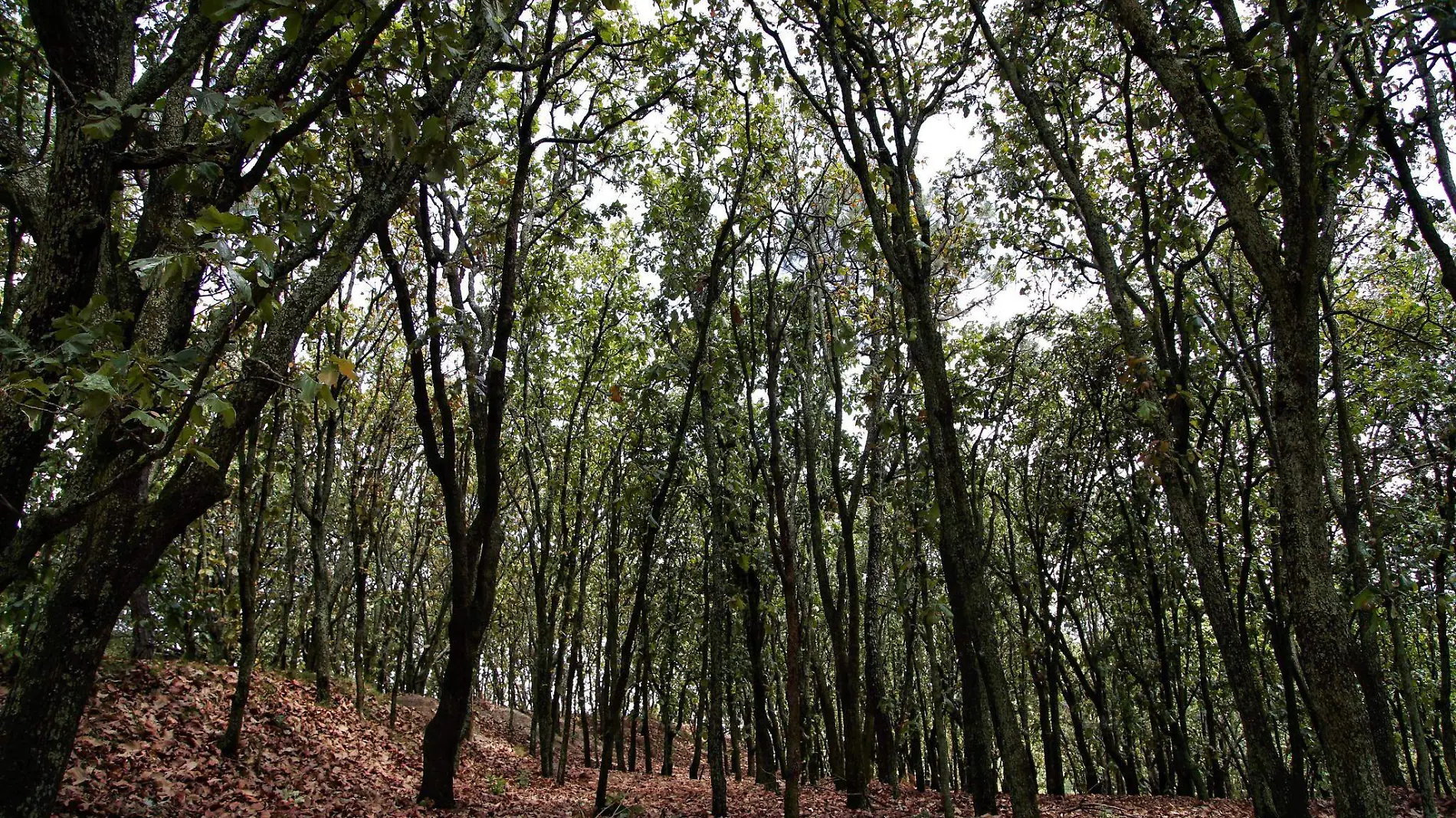 Bosque de la Primavera